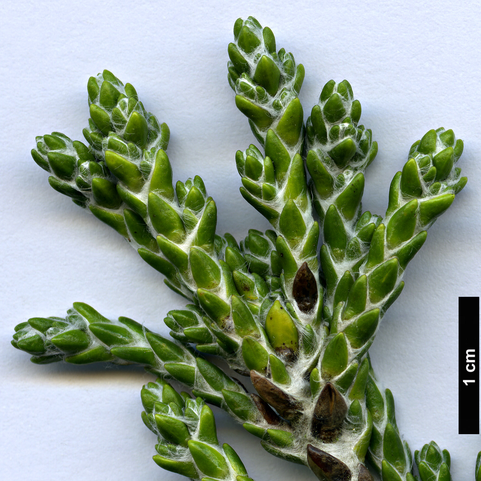 High resolution image: Family: Asteraceae - Genus: Ozothamnus - Taxon: selago